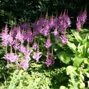 Mustergärten Bienengarten-Pate