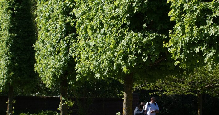 Pflanzen mit Motto Hochstammspaliere