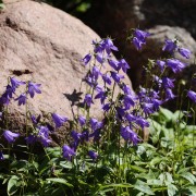 atriumgaerten-kleine-gaerten-innenhof-atrium-oder-patio (20) Findling mit Glockenblume