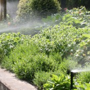 bewaesserung-beregnen-waessern-automatische-gartenberegnung (7) Der Weg bleibt trocken - sparsame Beregnung