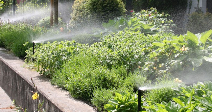 bewaesserung-beregnen-waessern-automatische-gartenberegnung (7) Der Weg bleibt trocken - sparsame Beregnung