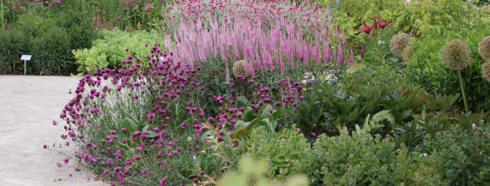 Salbei, Gäser und Allium - üppige Staudenbeete