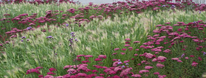 Gräser, Schafgarbe und Verbenen