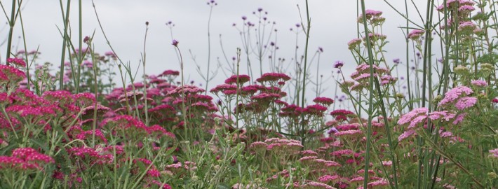 Rot Rosa Weiß moderne Staudenverwendung und Verbenen