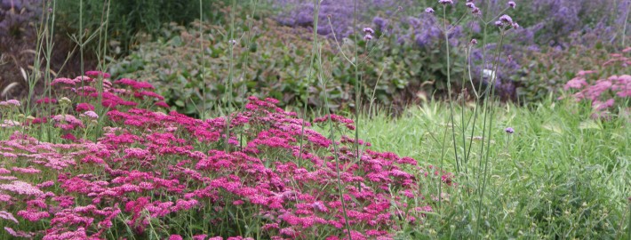 Rot Rosa Weiß moderne Staudenverwendung