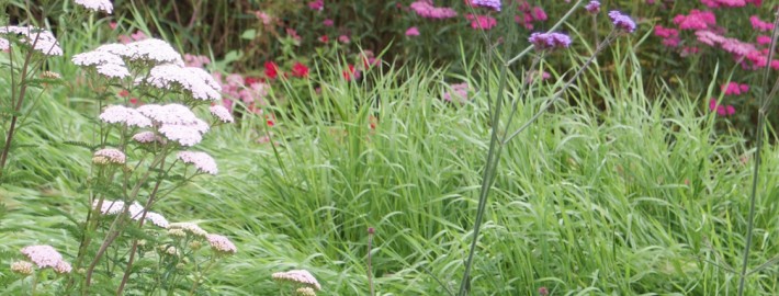 Rot Rosa Weiß moderne Staudenverwendung