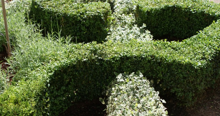 Pflanzen mit Motto Immergrüne in Form & Knoten