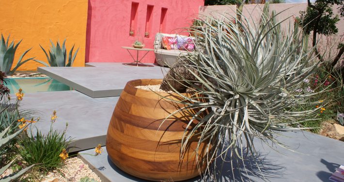 Pflanzen mit Motto Solitäre im Topf