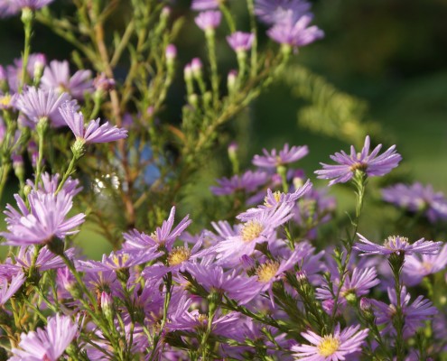Pflanzen mit Motto Herbstliche Blüte und Laubfärbung