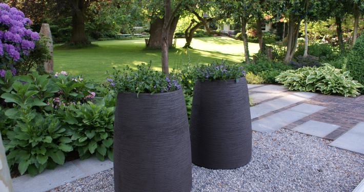 Pflanzen mit Motto Solitäre im Topf