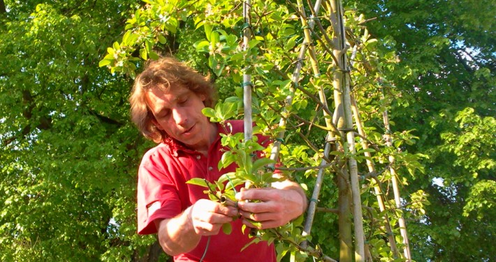 Pflanzen mit Motto Hochstammspaliere