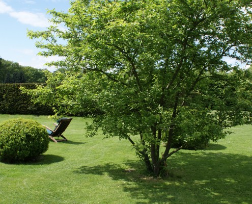 Große Pflanzen ersparen Ihnen viele Jahre Warten auf die ersehnte Optik