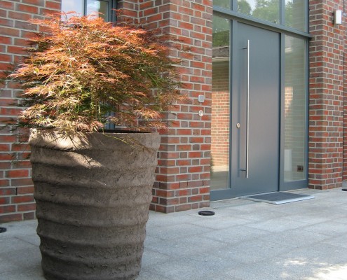 Acer japonicum - Schlitzahorn als Kübelpflanze mit Vierkant-Topf