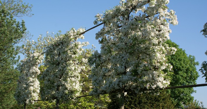 Pflanzen mit Motto Hochstammspaliere