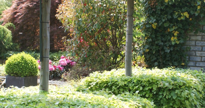 Pflanzen mit Motto Hochstammspaliere