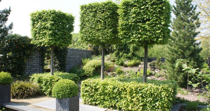 Pflanzen mit Motto Hochstammspaliere