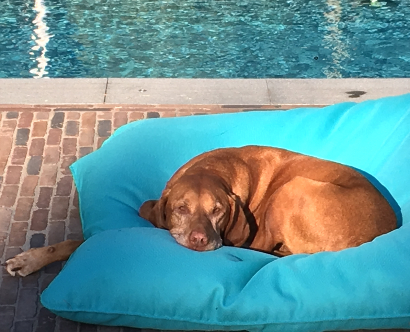 Gestaltungstrends Sitting Bull & Pool Bull