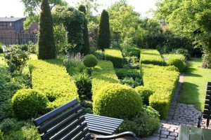 Buchsbaum-Parterre flächig gepflanzt