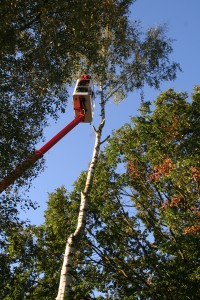 rodungsarbeiten-mit-hebebuehne-1 Bäume roden und Stämme fällen mit Klettertechnik