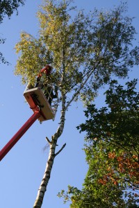 rodungsarbeiten-mit-hebebuehne-2 Bäume auslichten mit Hebebühne