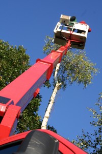 rodungsarbeiten-mit-hebebuehne-3 Fällarbeiten mit der Hebebühne