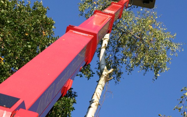 rodungsarbeiten-mit-hebebuehne-3 Fällarbeiten mit der Hebebühne