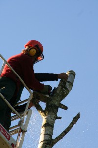 rodungsarbeiten-mit-hebebuehne-4 Motosägen- und Fällarbeiten vom Profi