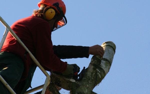 rodungsarbeiten-mit-hebebuehne-4 Motosägen- und Fällarbeiten vom Profi