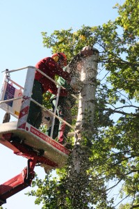 rodungsarbeiten-mit-hebebuehne-5 Bäume roden und Stämme fällen mit Klettertechnik