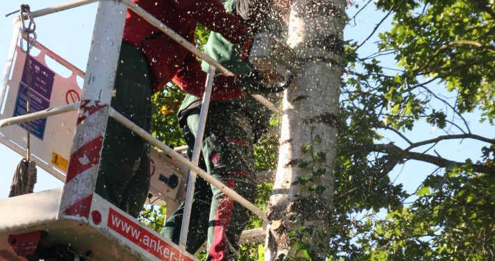 rodungsarbeiten-mit-hebebuehne-5 Bäume roden und Stämme fällen mit Klettertechnik