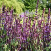 Mustergärten Bienengarten-Pate