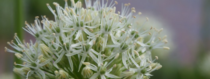 Kugellauch Allium