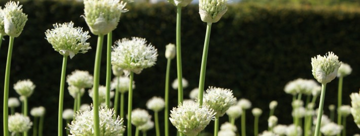 Der Weiße Garten mit Kugellauch Allium Mount Everest
