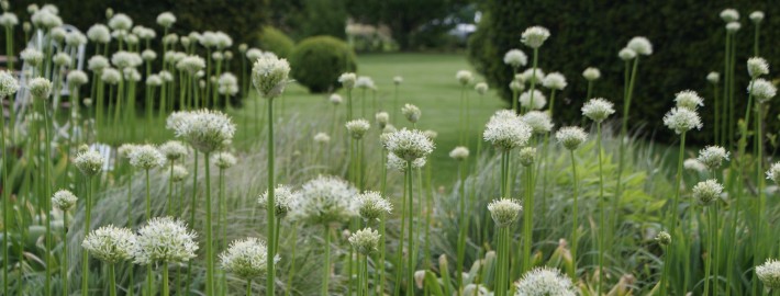 Der Weiße Garten ist kein seltenes Gestaltungsthema hier mit Kugellauch Allium