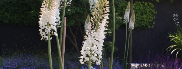 Der Weiße Garten ist kein seltenes Gestaltungsthema